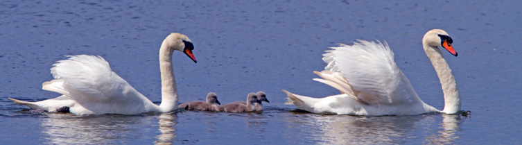 zwamenfamilie_header.jpg